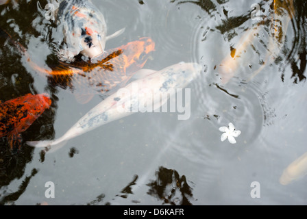 Koi-Karpfen in einem Koiteich auf der Insel Oahu in Hawaii. Pupukea Blume auf der Oberfläche des Wassers. Stockfoto