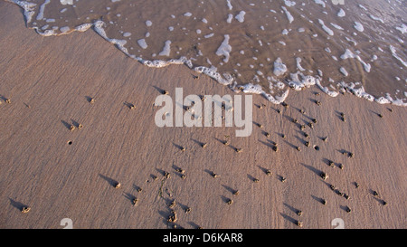 Wurm wirft am Sandstrand, Surfen, lange Morgen Schatten, Normandie, Frankreich Stockfoto