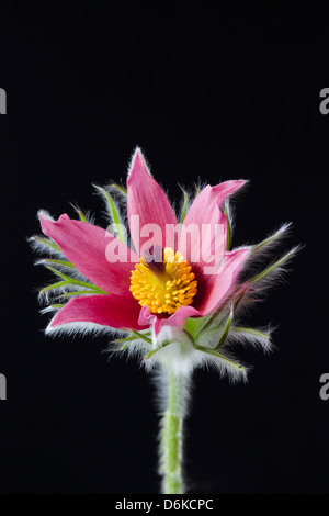 Nahaufnahme von Pulsatilla Vulgaris - Pasque Blume vor schwarzem Hintergrund Stockfoto