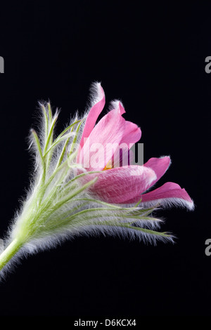 Nahaufnahme von Pulsatilla Vulgaris - Pasque Blume vor schwarzem Hintergrund Stockfoto