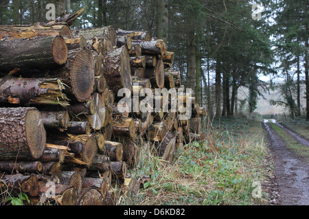 Stapel von Tannen im Forest of Dean Gloucestershire, England. Holz zur Abholung bereit. Stockfoto