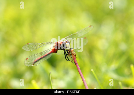 Eine rote Libelle auf dem Rasen die Bleiche Meadowhawk Sympetrum Obtrusum. Stockfoto