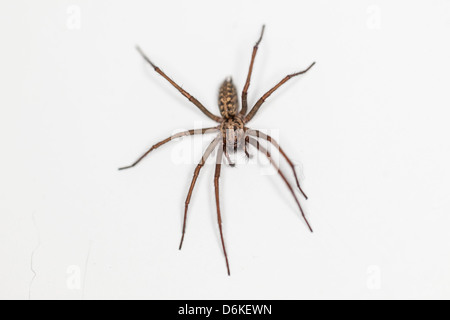 Draufsicht auf eine Tegenaria Domestica, aka inländischen Haus Spinne, London, England, UK Stockfoto