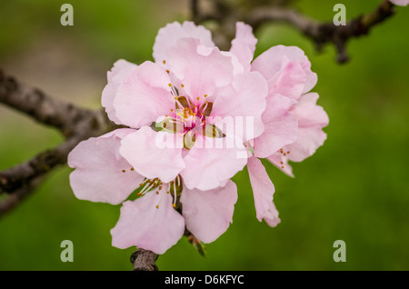 Nahaufnahme einer Mandel Blume Stockfoto