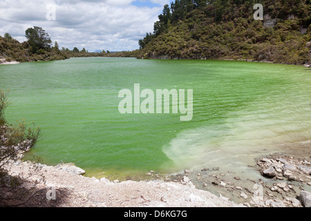 See Ngakoro in Wai-O-Tapu Geothermal Reserve Rotorua, Neuseeland Stockfoto