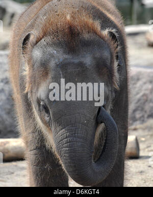 Berlin, Deutschland. 19. April 2013. Ein junger Elefant kratzt sich mit seinem Stamm im Zoo Tierpark Berlin in Berlin, Deutschland, 19. April 2013. Foto: Paul Zinken/Dpa/Alamy Live News Stockfoto