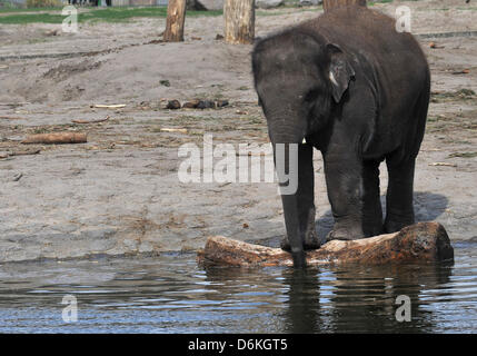 Berlin, Deutschland. 19. April 2013. Ein junger Elefant spielt mit einem Protokoll die schwimmt im Wasser im Zoo Tierpark Berlin in Berlin, Deutschland, 19. April 2013. Foto: Paul Zinken/Dpa/Alamy Live News Stockfoto