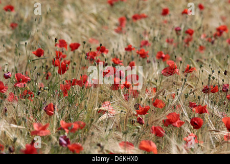 Mohnfeld bei Villars in Provence, Frankreich Stockfoto