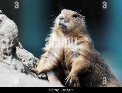 Berlin, Deutschland. 19. April 2013. Ein Präriehund sitzt auf einem Felsen in der Sonne am Zoo Tierpark Berlin in Berlin, Deutschland, 19. April 2013. Foto: Paul Zinken/Dpa/Alamy Live News Stockfoto