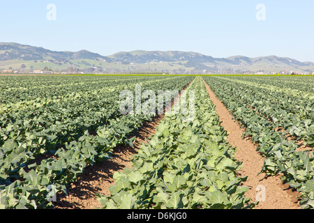 Junge Brokkoli Feld, Saatgutproduktion. Stockfoto