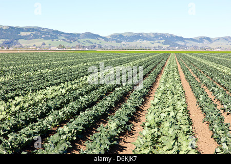 Junge Brokkoli Feld, Saatgutproduktion. Stockfoto