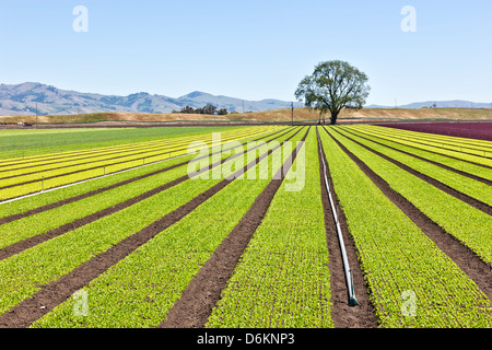 Junge Baby-Salat im Feld wachsen. Stockfoto