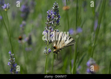 Europäische Schwalbenschwanz Schmetterling auf Lavendel-Anlage In Italien Stockfoto