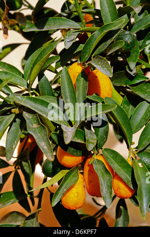 Kumquat Baum mit Früchten, Calahonda, Costa Del Sol, Andalusien, Spanien, Westeuropa. Stockfoto