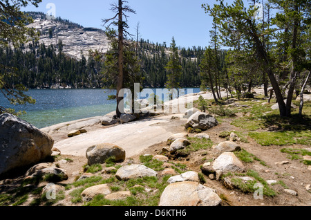 Tenaya Lake am Tioga Pass im Yosemite National Park in Califirnia Stockfoto