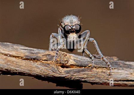 Asilidae, Räuber Fliege an trockenen Ast Stockfoto