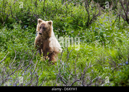 Grizzly Bär (Ursus Arctos Horribilis), in der Nähe von Kathedrale Berg, Denali National Park, Alaska, USA Stockfoto