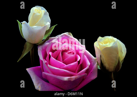 drei Rosen Stockfoto