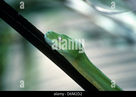 Australien, Tierwelt, Reptilien, Australien, grüne Baumpython. Stockfoto