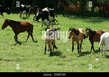 Eine Herde Kühe und Pferde stehen auf einer Weide auf einer Farm in Cotacachi, Ecuador Stockfoto