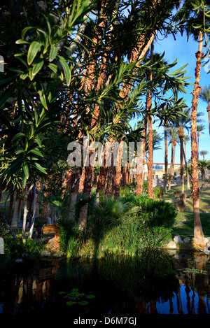 Palmen in der Oase am Furnace Creek. Death Valley Nationalpark, Kalifornien, USA. Stockfoto