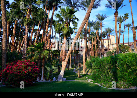 Palmen in der Oase Furnace Creek Inn. Death Valley Nationalpark, Kalifornien, USA. Stockfoto