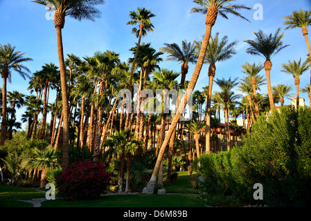 Palmen in der Oase am Furnace Creek Inn. Death Valley Nationalpark, Kalifornien, USA. Stockfoto