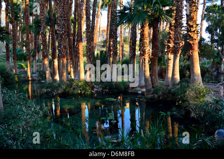 Palmen rund um den Pool in der Oase Furnace Creek. Death Valley Nationalpark, Kalifornien, USA. Stockfoto