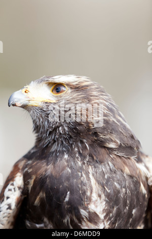 Wales, Porträt von Harris Hawk. "Parabuteo Unicinctus" Stockfoto