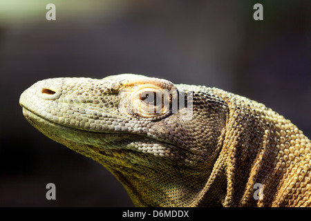 Komodo Dragon, Porträt eines Komodo Drachen. Stockfoto