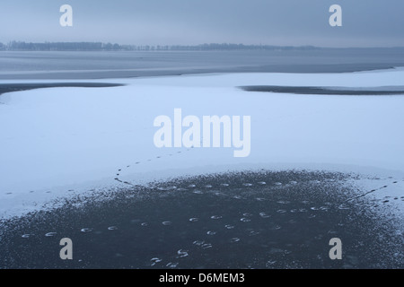 (Roter Fuchs und Otter) Tierspuren auf See Saadjärv im Winter. Estland, Europa Stockfoto