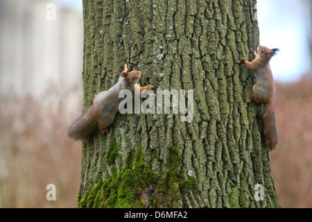 Jagen und spielen wilde rote Eichhörnchen (Sciurus Vulgaris), Europa Stockfoto