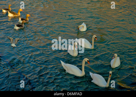 Schwäne am Genfer See, Schweiz Stockfoto