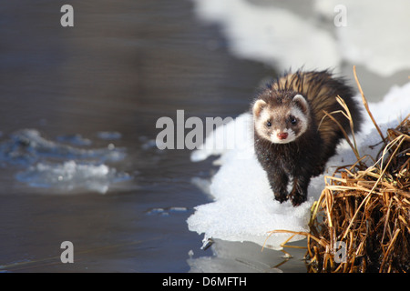 Wilde Europäische Iltis (Mustela Putorius) am Rand des Flusses. Europa Stockfoto