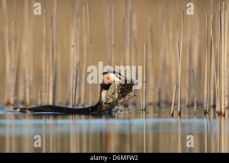 Haubentaucher (Podiceps Cristatus) mit Nistmaterial, Europa Stockfoto
