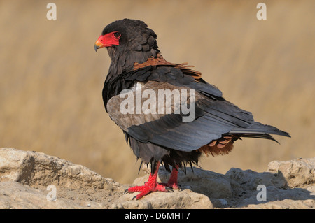 Bateleur Terathopius Ecaudatus fotografiert in Kgalagadi Nationalpark, Südafrika Stockfoto