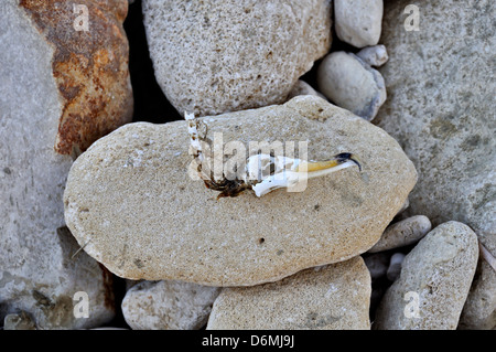 Seevogel Schädel mit hakenförmigen Schnabel auf Stein Strand gespült. Stockfoto