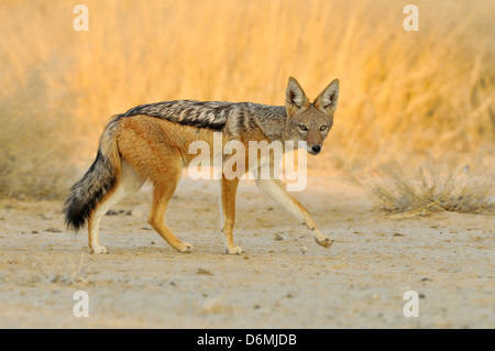 Black-backed Schakal Canis Mesomelas fotografiert im Etosha Nationalpark, Namibia Stockfoto