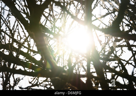 Sonnenlicht reflektiert durch Baum Zweige Silhouette. Sonnigen Tag abstrakte Linseneffekt. Stockfoto