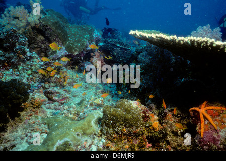 Scuba Diving Safari in den Malediven, Nov 1993 Digital Unterwasser schieben Sie Konvertierungen, Malediven, Inseln, Indischer Ozean Stockfoto