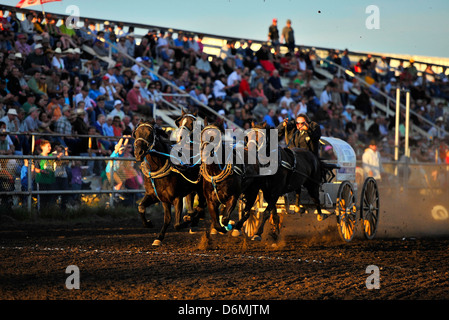 Ein Mini-Chuck Wagon Team beginnend bei einer Rennveranstaltung in Alberta Kanada. Stockfoto