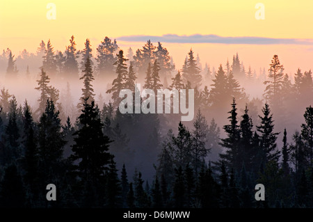 Ein Sonnenaufgang am Morgen Nebel unter der hohen Nadelbäumen Hintergrundbeleuchtung Stockfoto