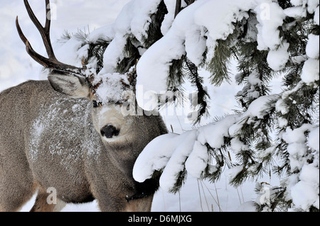 Ein Mule Deer buck mit Schnee auf seinem Gesicht stand unter einer Schnee bedeckten Kiefer Stockfoto