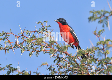 Crimson-breasted Shrike Lanarius Atrococcineus Bilder aus dem Monat in Kgalagadi Nationalpark, Südafrika Stockfoto