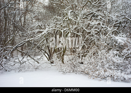 Büschen bedeckt mit Schnee-Winter-Wunderland Stockfoto