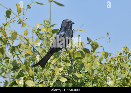 Gabel-tailed Drongo Dicrurus Adsimilis Bilder aus dem Monat in Namibia Stockfoto