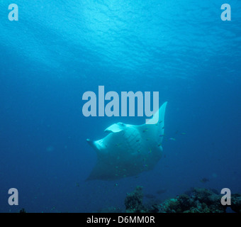 Manta Ray, Scuba Diving Safari im gesamten Nov1993 Digital Unterwasser schieben-Konvertierung, Malediven, Inseln, Malediven, Indischer Ozean Stockfoto