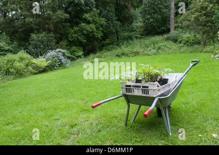 Gartenarbeit in England. Schubkarre mit Setzlingen. Stockfoto