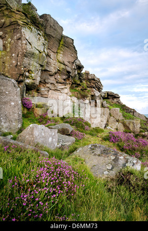 Frühe Blüte Heather unter Curbar Rand, Peak District National Park. Stockfoto