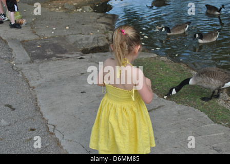 kleines Mädchen füttern Enten im Teich Stockfoto